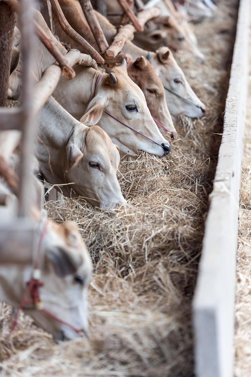 livestock, cows, cattle, animals, farm, feeding, eating, heads, mammal, milk production, ranch, countryside, nature, farm animals