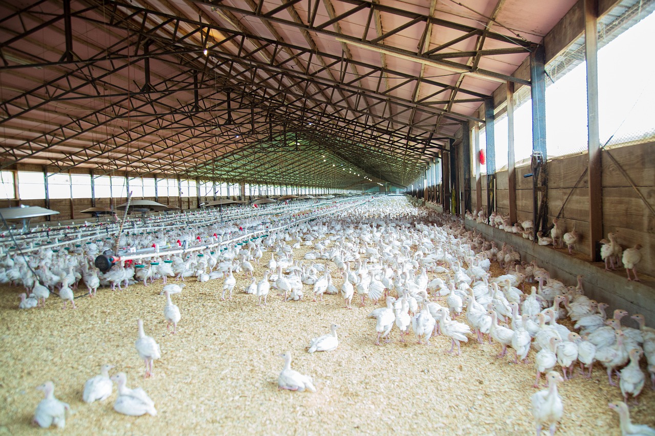 chicken, farm, nature, poultry, hen, livestock, rooster, chickens, animals, chicks, domestic, poultry farm, birds, brown chicken