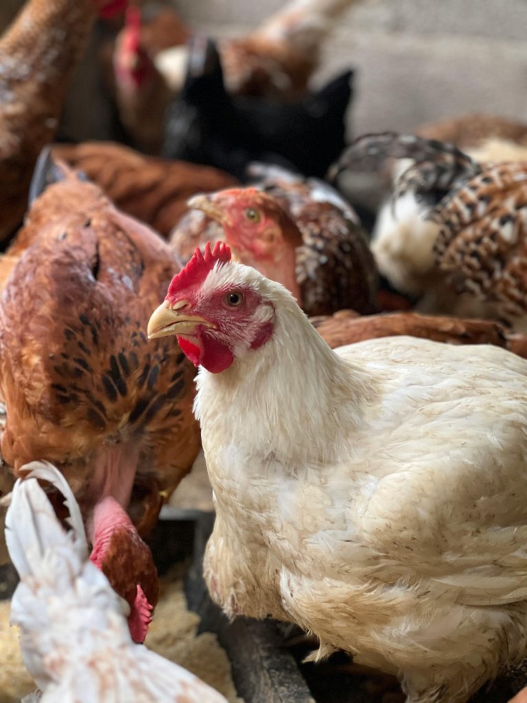 pexels-photo-30151586-30151586 A lively flock of free-range chickens in a coop, showcasing various breeds and colors.