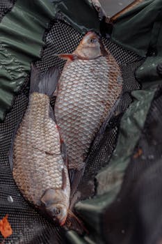 Two freshly caught carp fish displayed in a green fishing net, showcasing detailed scales.